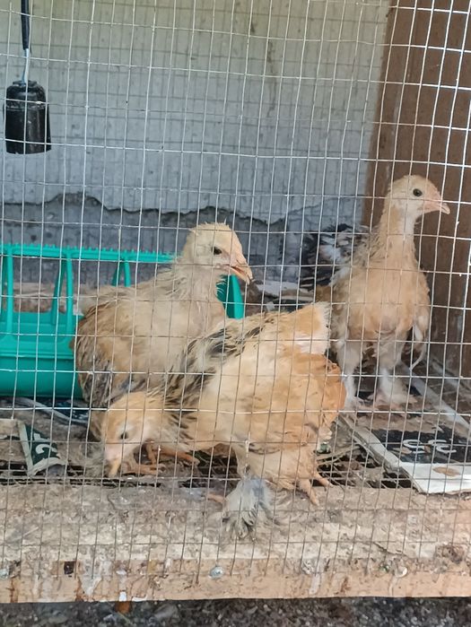 Брамма жожалар сотувга чикти