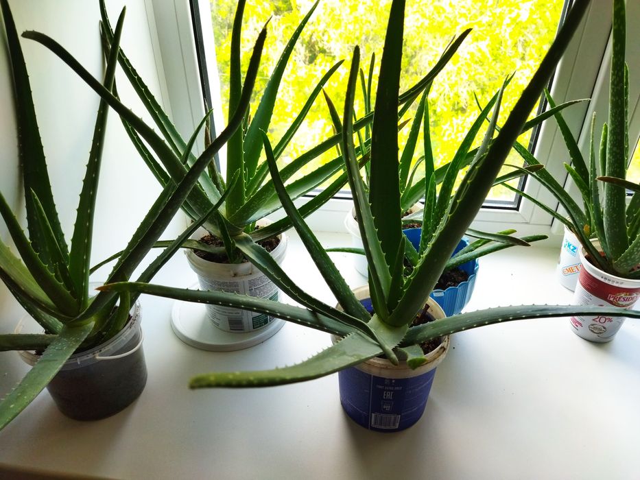 Продам алоэ Вера.