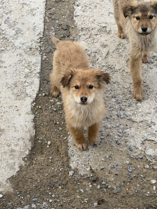 щенки в добрые руки.