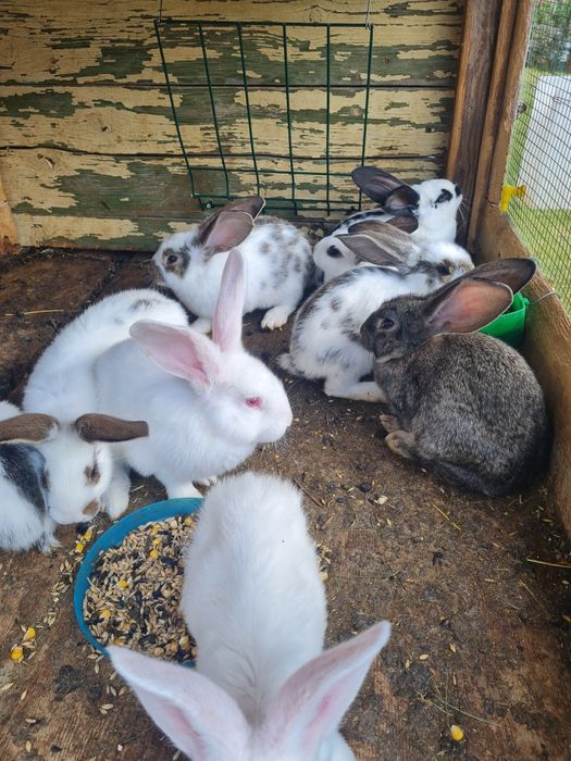 Vând iepuri rasă foarte bună şi frumoasă