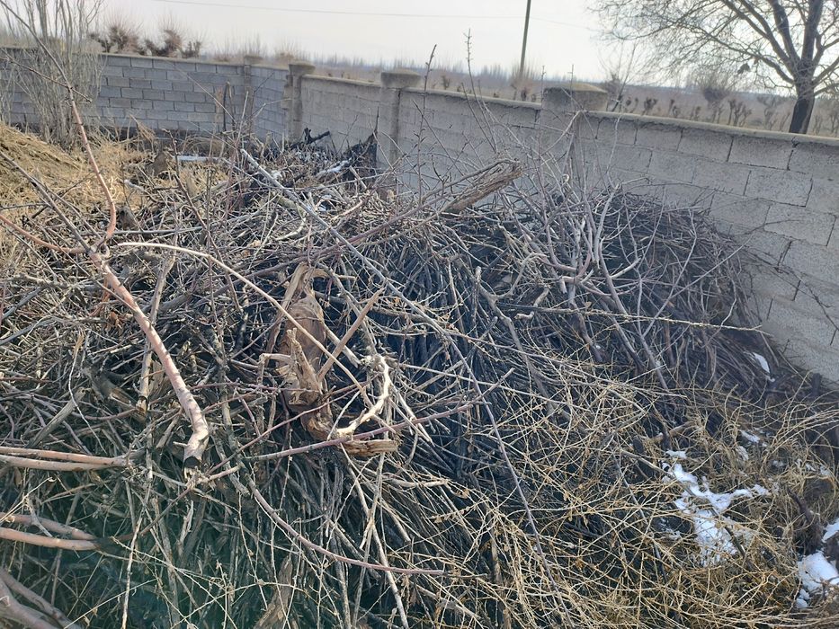 O'tin sotiladi mevali daraxtlarniki