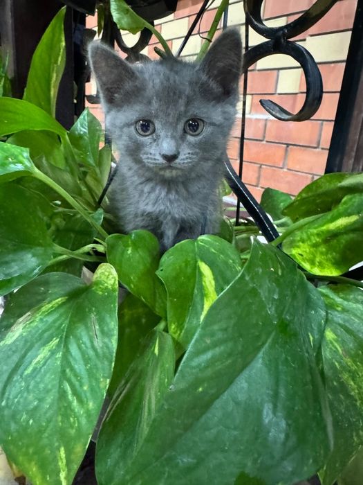 Отдадим котят в добрые руки