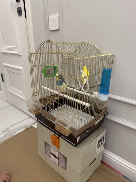 Радужные попугаи