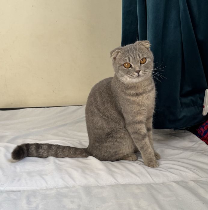 Skotish Fold toza zod 7 oylik sog’lom