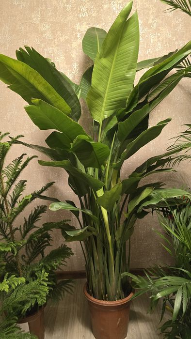 Стрелиция 200 см.