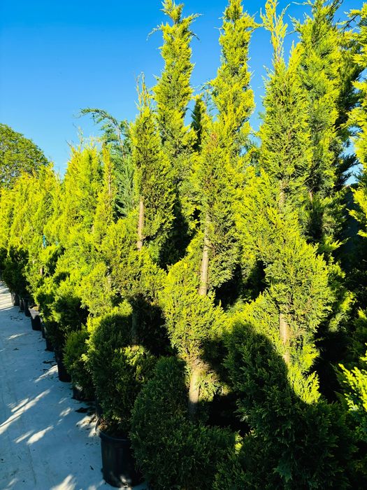 Brazi, catalpa, spirală, pompon, catalpa la preț de producător