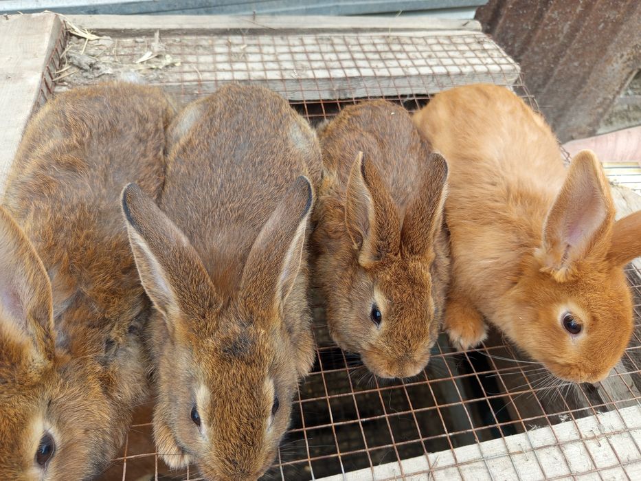 Продаётся кролики