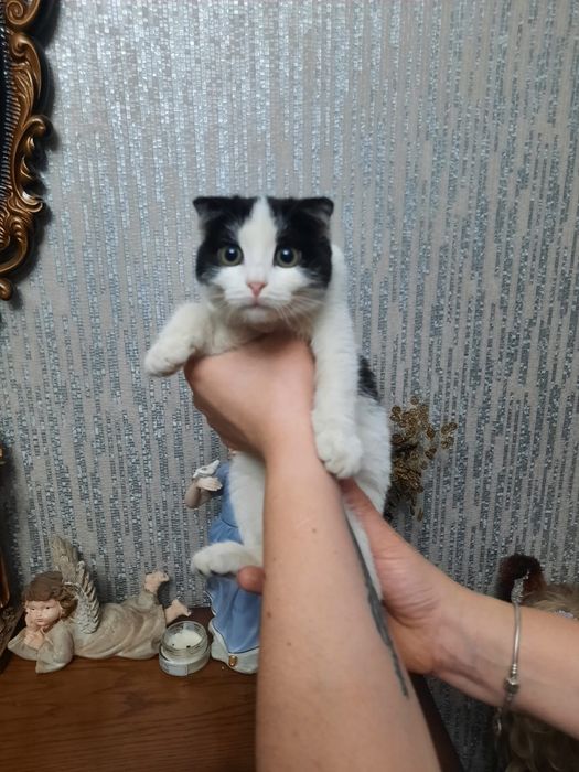 Милая кошечка ищет свою маму