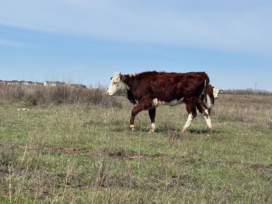 Ак бас ( Герефорд(