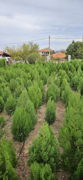 Туя източна ,смаракт 120-140 см.