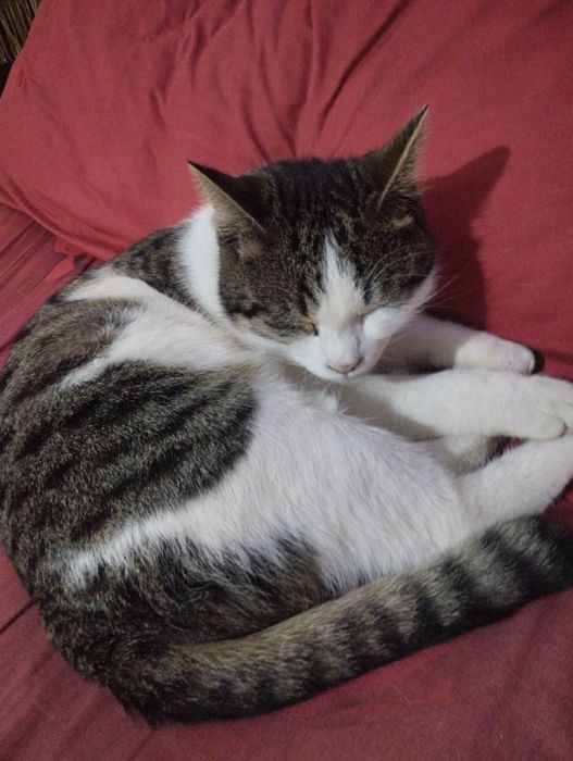 Отдам даром в хорошие руки котёнка мальчик 7 месяца