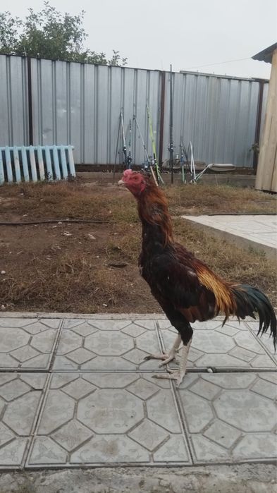 Продам двух петухов
