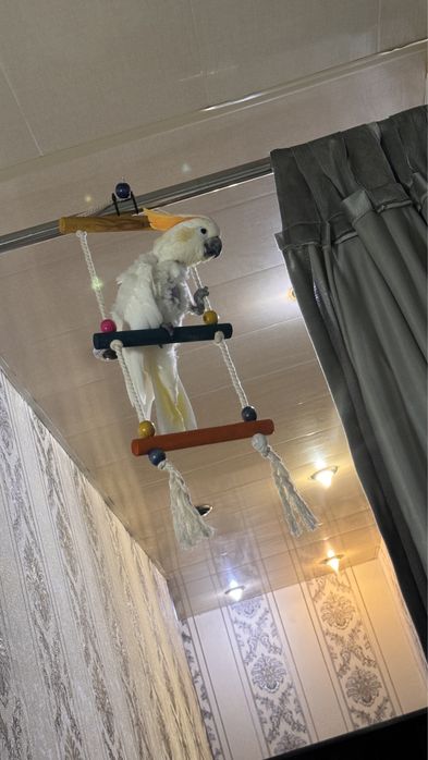 Продам Какаду оранжевохохлый ручной