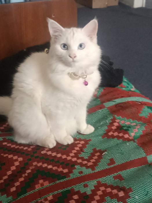 Продам кошка 6 месяцев турецкая ангорка