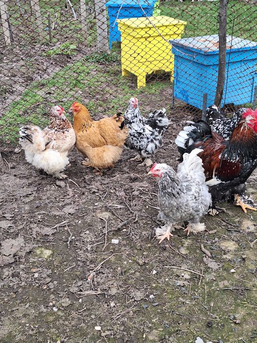 Продавам оплодени яйца от кохин стандарт