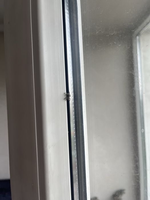 Паук скакун маленький.