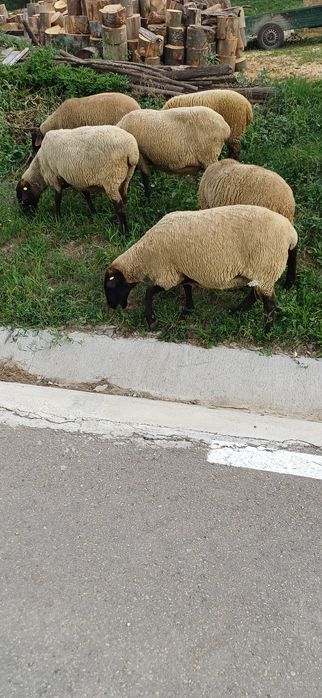 Oi suffolk de vanzare