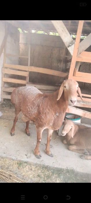 Кучкор арашан сотилади