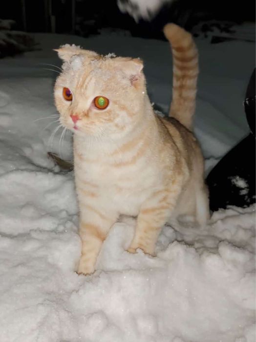 Отдам кота в хорошие надежные добрые руки