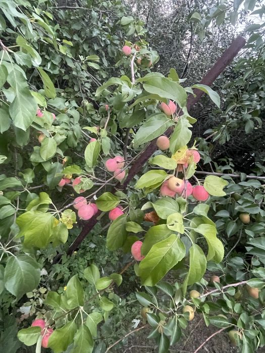 Продам дачи на Солнечной долине