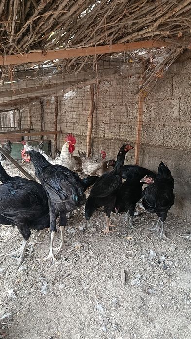 Дакан макиён кореяга ветнам зот