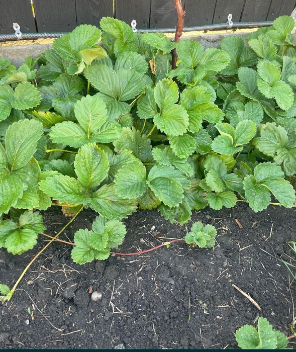 Capșuni timpurii stoloni Salvie Bulbi leurdă Conuri Hamei