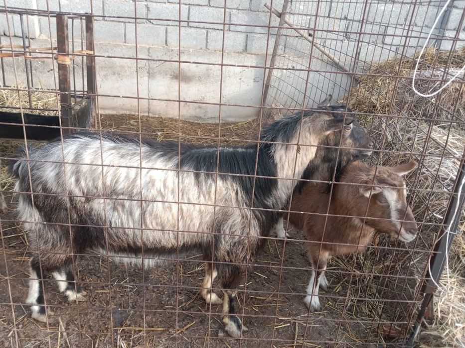 Альпийский Теке сатылады.Денесі ірі.