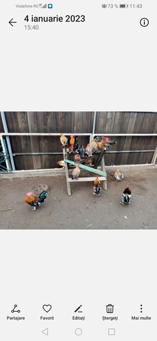 Cocoși și găini pitice de ornament