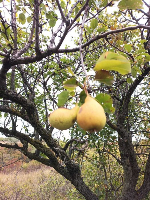 Teren 3,3 ha pentru viață la natură – livadă, liniște, Strunga Iași