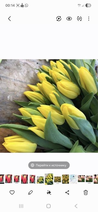 Тюльпаны голандские