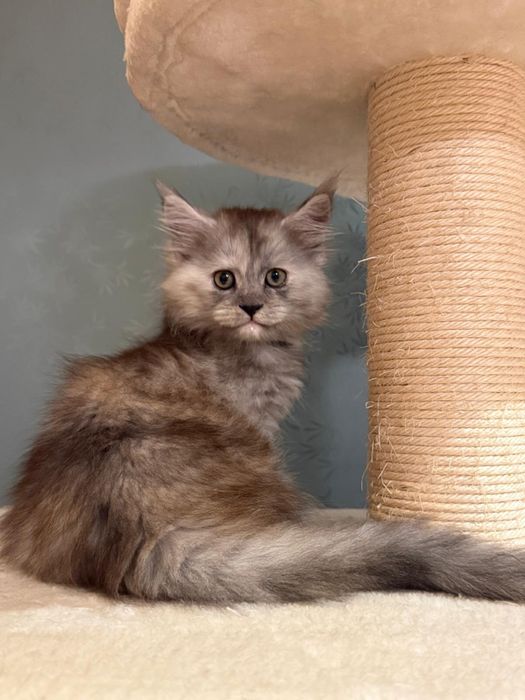 Maine Coon cu pedigree