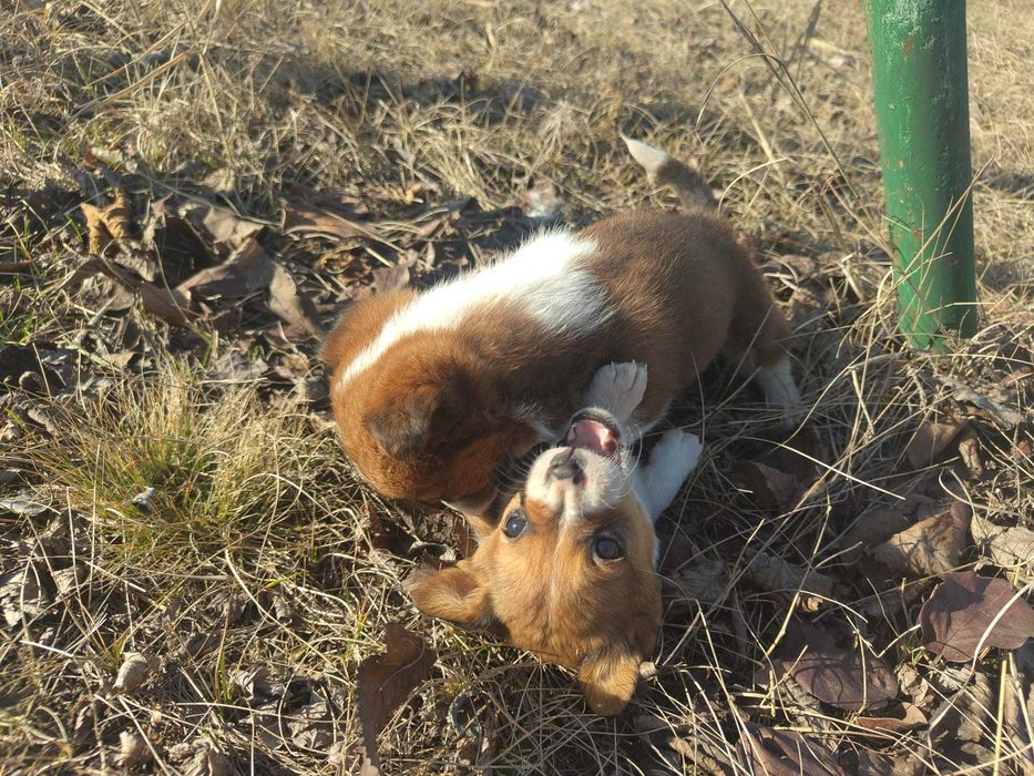 Catei 1 luna talie mica