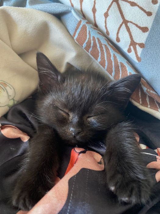 Черненькая девочка  1.5 месяца