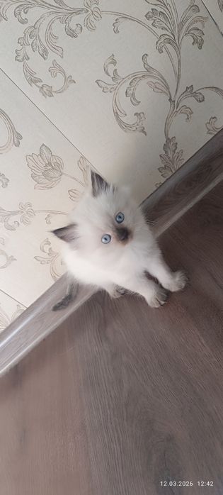 Продам котят домашних