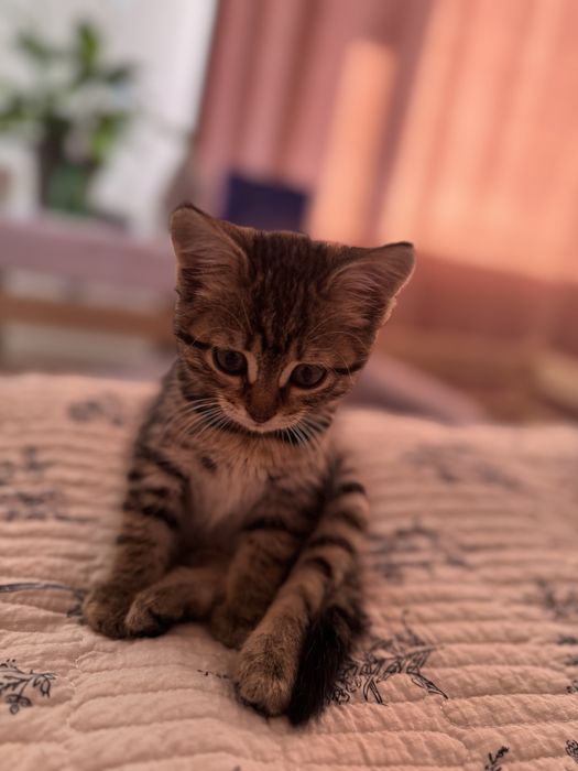 Отдам даром котенка