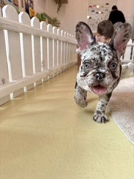 Bulldog Francez Luxurious Frenchie House