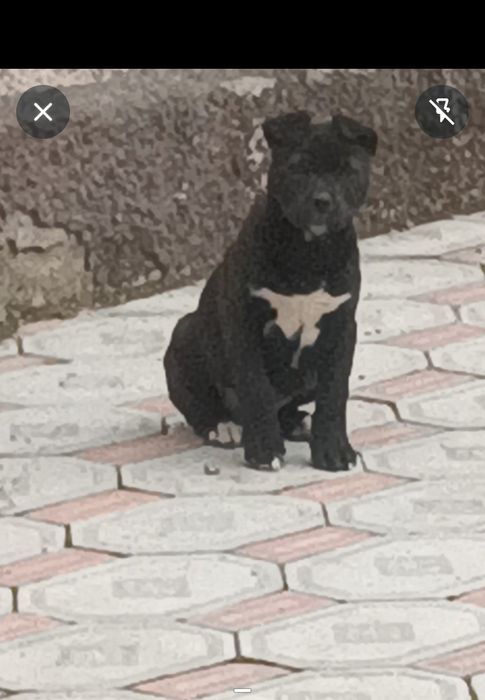 Щенок питбуль. Продам