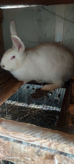 Срочна продам, кроликав