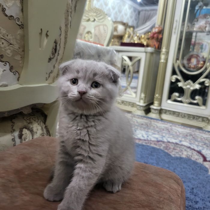 Котяты из пароды scottish fold