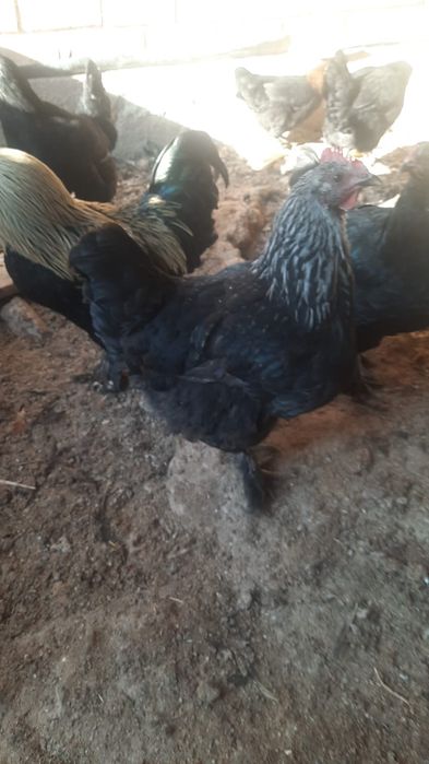 Үй тауықтары, әтештері сатылады