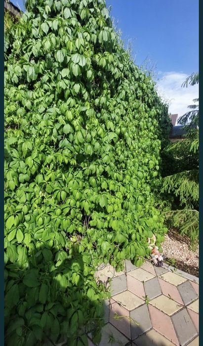 Девичий виноград