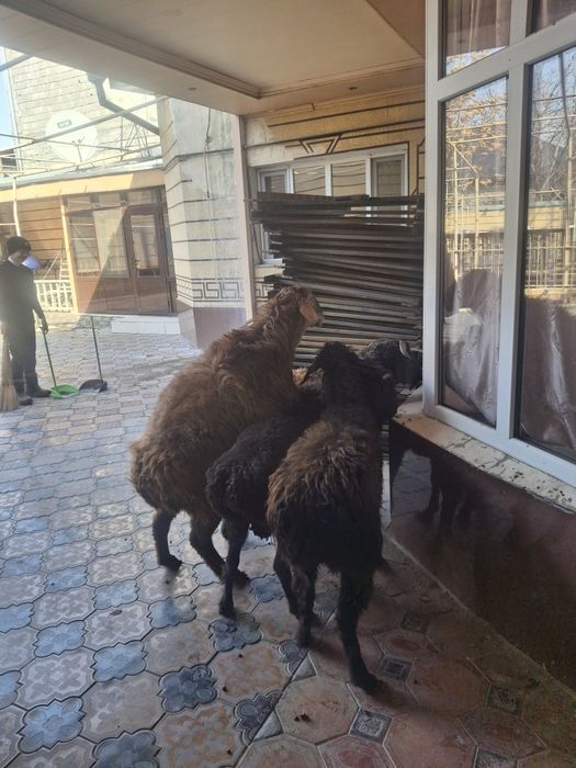 Тоқты Қошқарлар бар