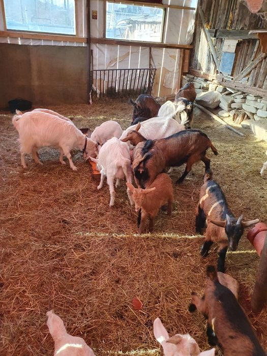 Capre  la prima și a doua fătare foarte bune e de lapte !