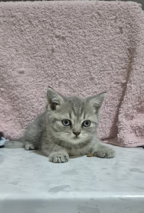 Породистые котята
