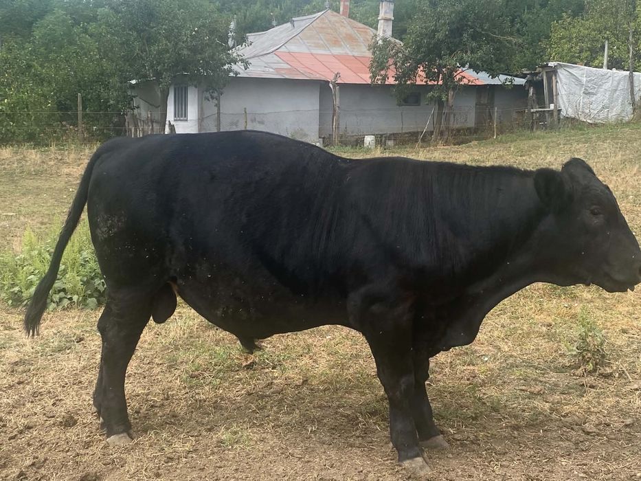 taur Angus un an