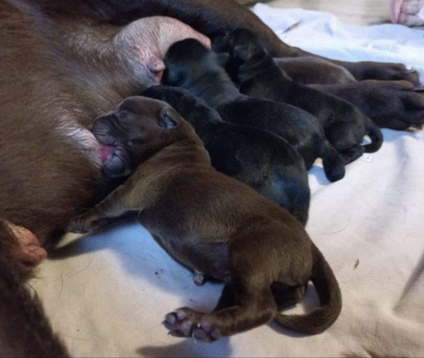 Щенки лабрадора шоколад