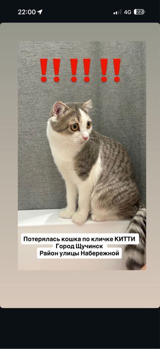 Кошка Китти пропала! Помогите найти