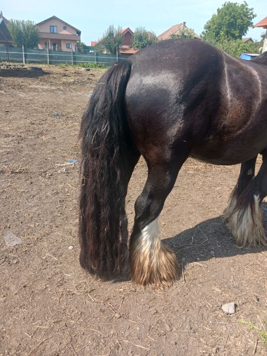 Gipsy vanner armasar