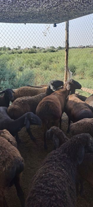 Кошкар сатылады гисары