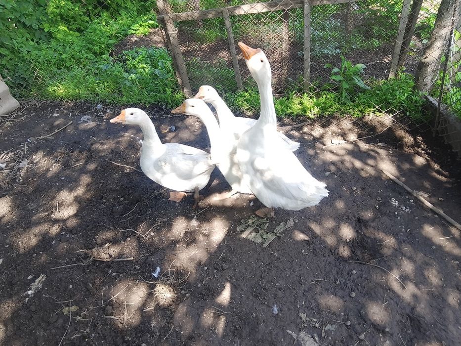 Гуси, линда, каз